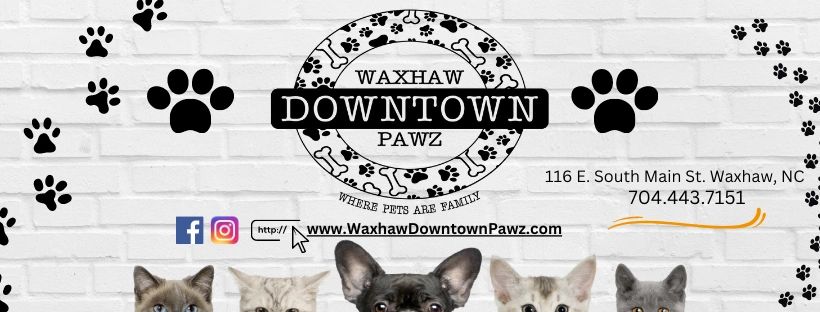 Dog store downtown 2025